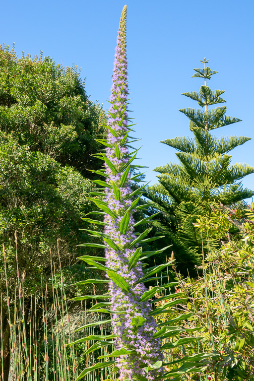 Isle of Scilly, Tresco Garden
