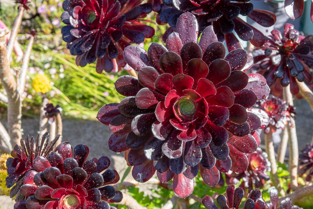 Isle of Scilly, Tresco Garden