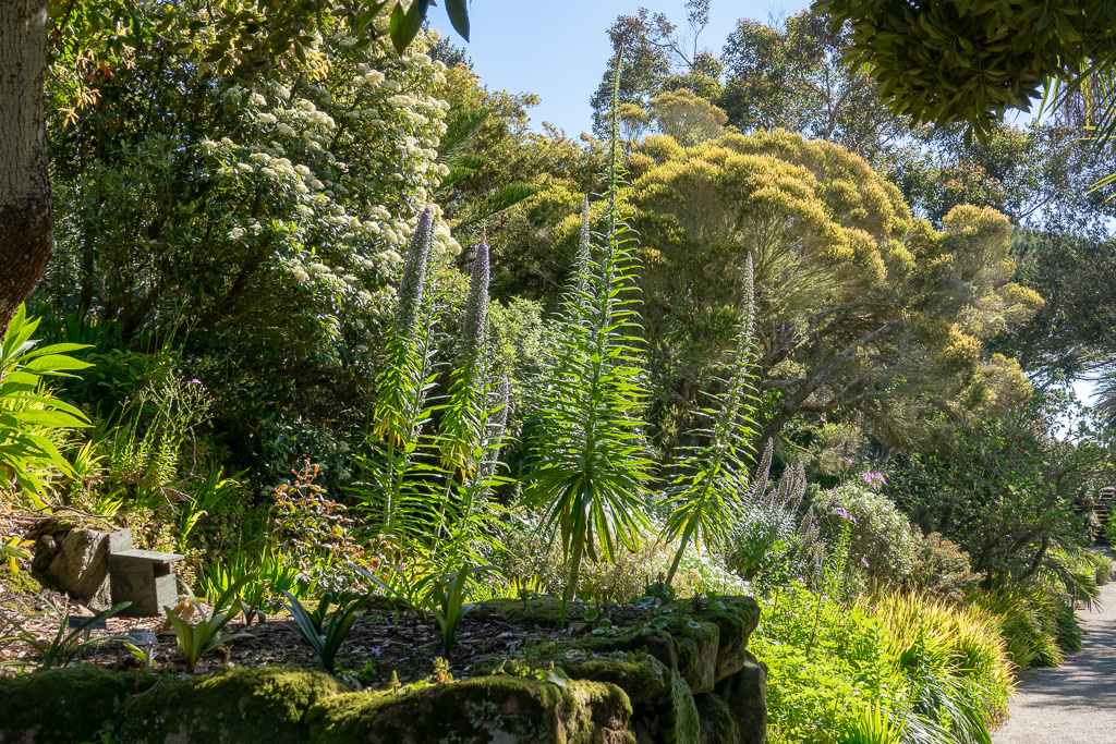 Isle of Scilly, Tresco Garden