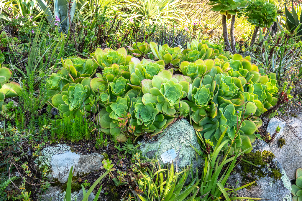 Isle of Scilly, Tresco Garden