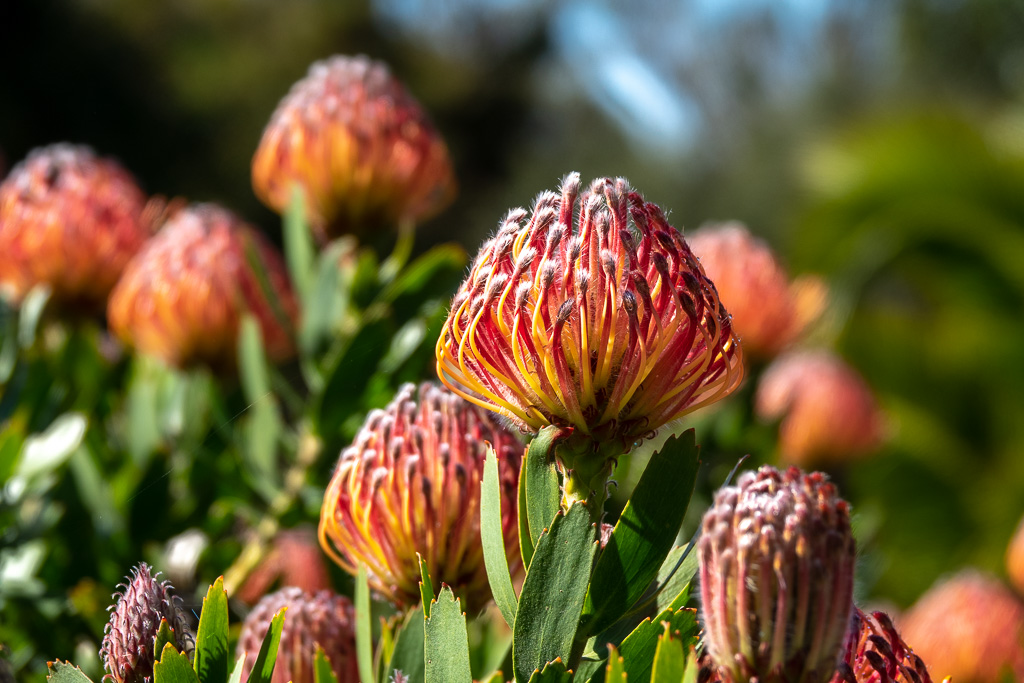 Isle of Scilly, Tresco Garden