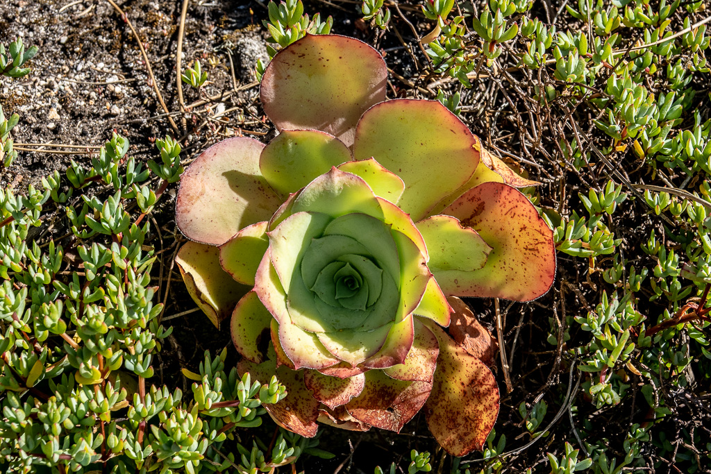 Isle of Scilly, Tresco Garden