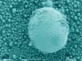 SEM picture of Bismuth nanodroplets on alumina surface